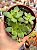 Crassula orbicularis - Imagem 1