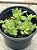 Crassula orbicularis - Imagem 2