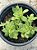 Crassula orbicularis - Imagem 1