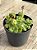 Crassula orbicularis - Imagem 2