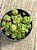 Crassula orbicularis - Imagem 3