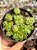 Crassula orbicularis - Imagem 1