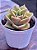 Echeveria rubella - Imagem 2