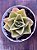 Echeveria rubella - Imagem 3