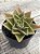 Echeveria rubella - Imagem 2