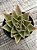 Echeveria rubella - Imagem 1