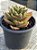 Echeveria rubella - Imagem 2