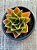 Echeveria rubella - Imagem 3