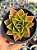 Echeveria rubella - Imagem 1