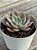 Echeveria sumi-e - Imagem 3