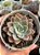 Echeveria sumi-e - Imagem 1