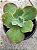 Echeveria híbrida M10 - Imagem 1