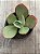 Echeveria gigantea - Imagem 3