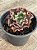Echeveria corralium G - Imagem 3