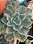 Echeveria chantilly shaviana green mint variegata - Imagem 2