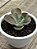 Echeveria chantilly shaviana green mint variegata - Imagem 3