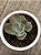 Echeveria chantilly shaviana green mint variegata - Imagem 4