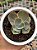 Echeveria chantilly shaviana green mint variegata - Imagem 1
