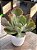 Echeveria chantilly shaviana green mint variegata - Imagem 3