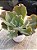 Echeveria chantilly shaviana green mint variegata - Imagem 4
