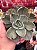 Echeveria chantilly shaviana green mint variegata - Imagem 1