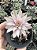 Gymnocalycium mihanovichii 03 - Imagem 2