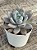 Echeveria star snow - Imagem 3