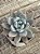 Echeveria star snow - Imagem 2