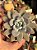 Echeveria star snow - Imagem 1