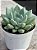 Echeveria night cloud (by Suculentia) - Imagem 2