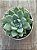 Echeveria night cloud (by Suculentia) - Imagem 3
