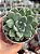 Echeveria night cloud (by Suculentia) - Imagem 1