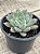 Echeveria night cloud (by Suculentia) - Imagem 3