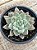 Echeveria night cloud (by Suculentia) - Imagem 2