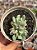 Pachyveria albocarinata variegata - Imagem 1