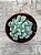 Pachyveria albocarinata variegata - Imagem 1