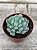 Pachyveria albocarinata variegata - Imagem 2