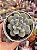 Echeveria super milk - Imagem 1