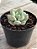 Echeveria peony - Imagem 2