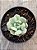 Echeveria peony - Imagem 3