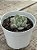 Echeveria peony - Imagem 2