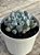 Echeveria pig nose - Imagem 3