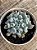 Echeveria pig nose - Imagem 2