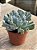 Echeveria pig nose - Imagem 2