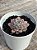 Echeveria giulia - Imagem 3