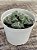 Faucaria tuberculosa monstruosa - Imagem 3