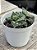 Faucaria tuberculosa monstruosa - Imagem 2