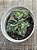 Faucaria tuberculosa monstruosa - Imagem 3