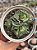 Faucaria tuberculosa monstruosa - Imagem 1