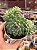 Echeveria butterball (colônia) - Imagem 1